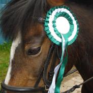 Welsh Pony af Cob-type (sec C) Fanny (Solgt)