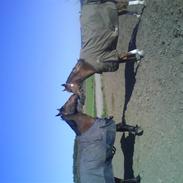 Anden særlig race Comet [SAVNEDE] /';