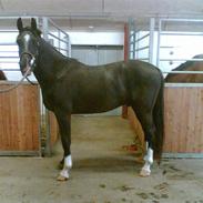 Oldenborg Halkjærs Expresso