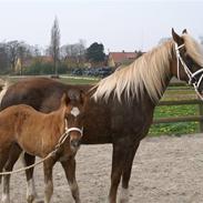 Welsh Cob (sec D) Glanvyrnwy Olwena