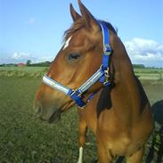 Anden særlig race Charlie Wind