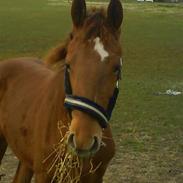 Anden særlig race Charlie Wind