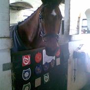 Anden særlig race Mr. Playboy *SOLGT*