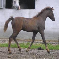 Welsh Pony (sec B) Challenger 