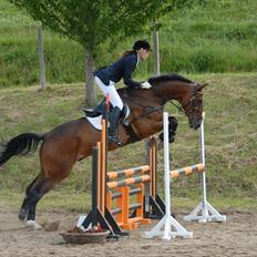 Hannoveraner AK's Picasso 