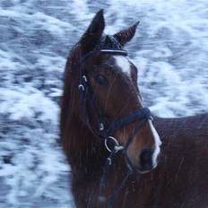 Hannoveraner AK's Picasso 