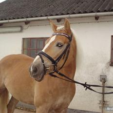 Haflinger Meike - solgt - 