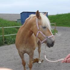 Haflinger Meike - solgt - 