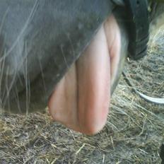 Haflinger Meike - solgt - 