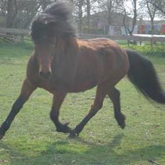 Anden særlig race Tyson<3* SOLGT <3*