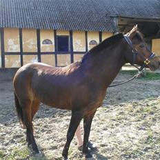 Anden særlig race Tamara *solgt*