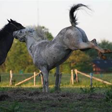 Knabstrupper stald flying´s ghost