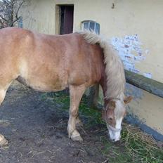 Haflinger Cora *solgt*