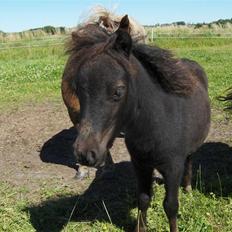 Shetlænder Tranholms Penelope*SOLGT*