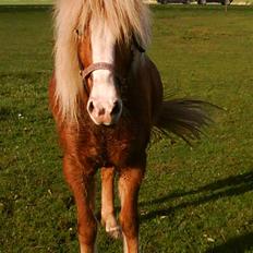 Islænder Von fra Minna-Hofi(SOLGT)