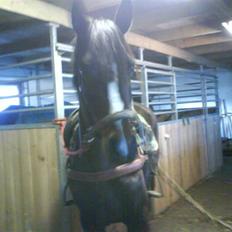 Dansk Varmblod Mei *Solgt*