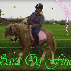 Welsh Pony (sec B) Allégaardens Finess SOLGT