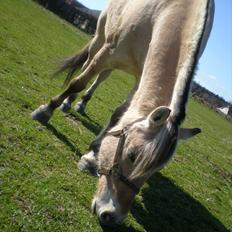 Fjordhest Stella