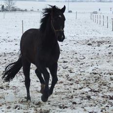 Anden særlig race Mowgli