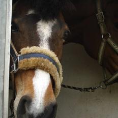 Welsh Pony af Cob-type (sec C) Fanny (Solgt)