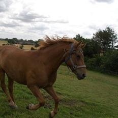 Anden særlig race Valentins Sirocco R.I.P