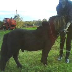 Shetlænder Rex solgt :`-)