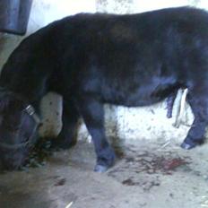 Shetlænder Rex solgt :`-)