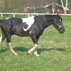 Pinto Hingst Hjalman af korup 