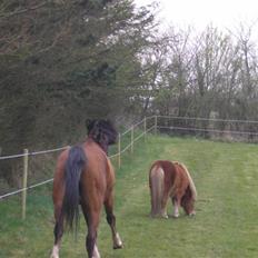 DSP Lunderhedes Mirco solgt