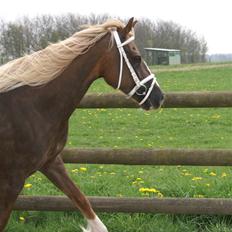 Welsh Cob (sec D) Glanvyrnwy Olwena