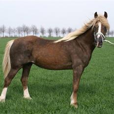 Welsh Cob (sec D) Glanvyrnwy Olwena