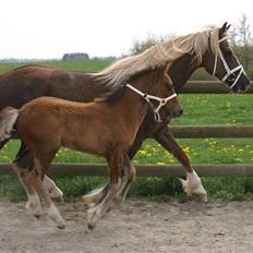 Welsh Cob (sec D) Glanvyrnwy Olwena