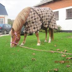 Anden særlig race Mikeena solgt