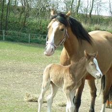 Anden særlig race Mikeena solgt