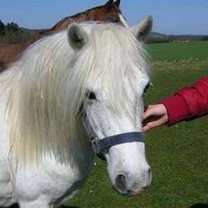 Welsh Pony (sec B) | Cindia |