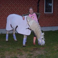 Welsh Pony (sec B) | Cindia |