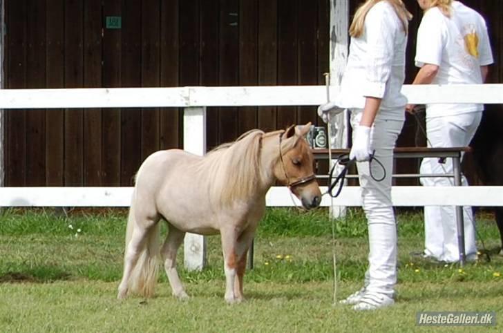 Dansk Miniature Søglimts Ziva -  til føl og plagskue . (: Foto : team Topper (: billede 8