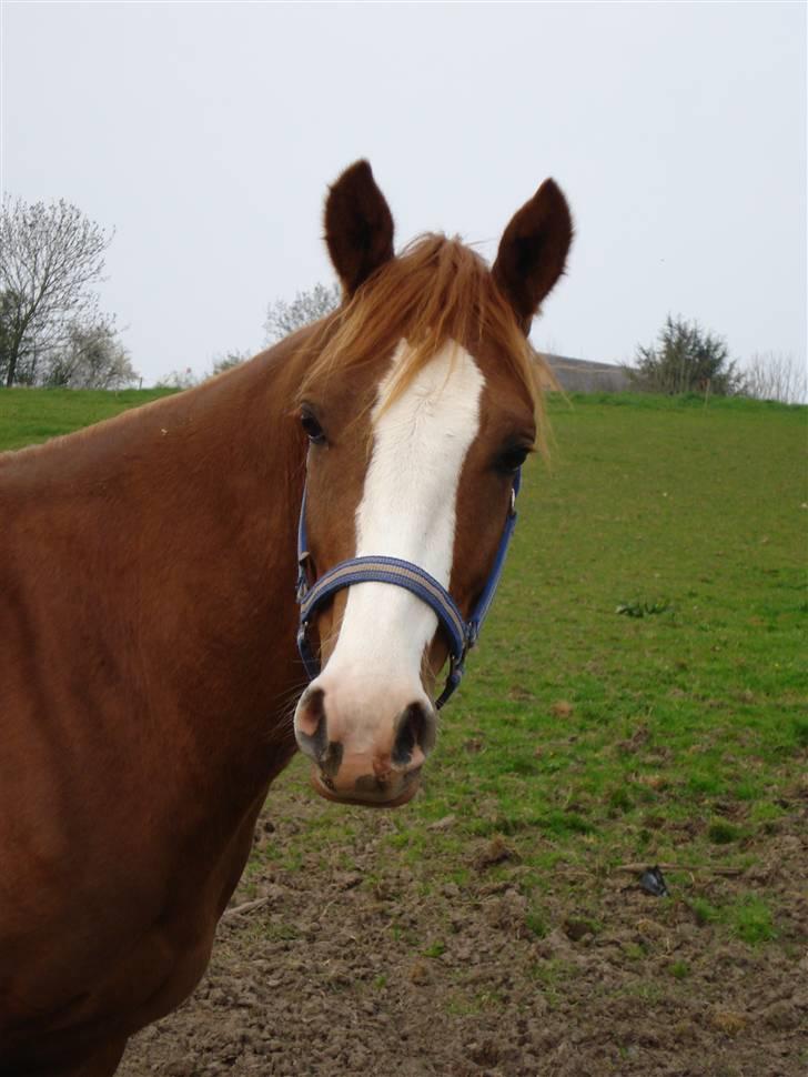 DSP StaldBirkely's mr nice guy billede 17