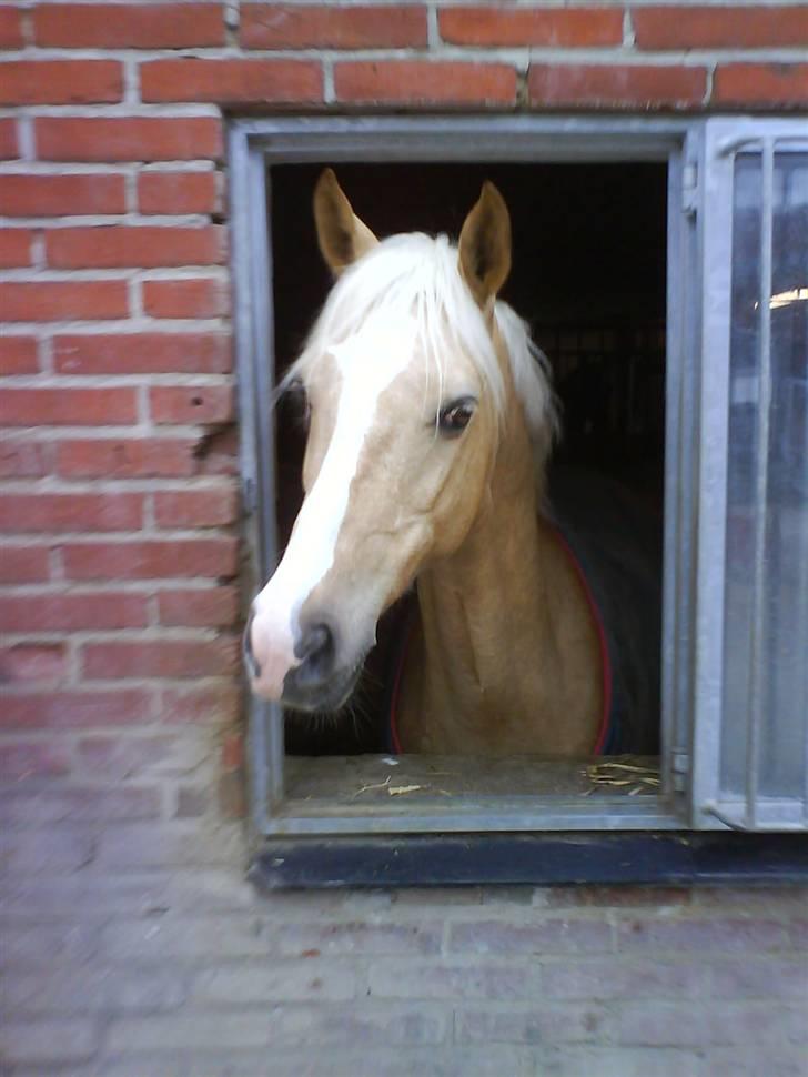 Palomino Yellow Fellow *SOLGT* - Gule kigger ud af sit vindue :) billede 12