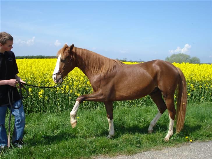 DSP StaldBirkely's mr nice guy billede 19