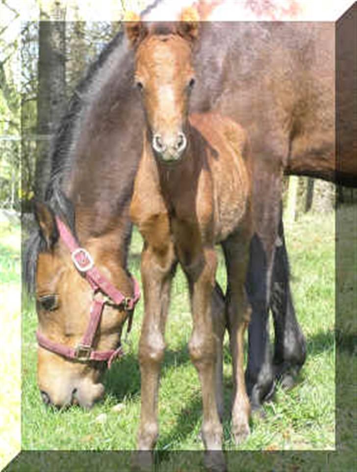Welsh Pony (sec B) Challenger  billede 1