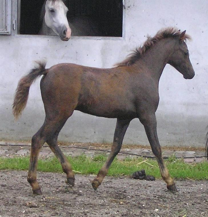 Welsh Pony (sec B) Challenger  billede 2
