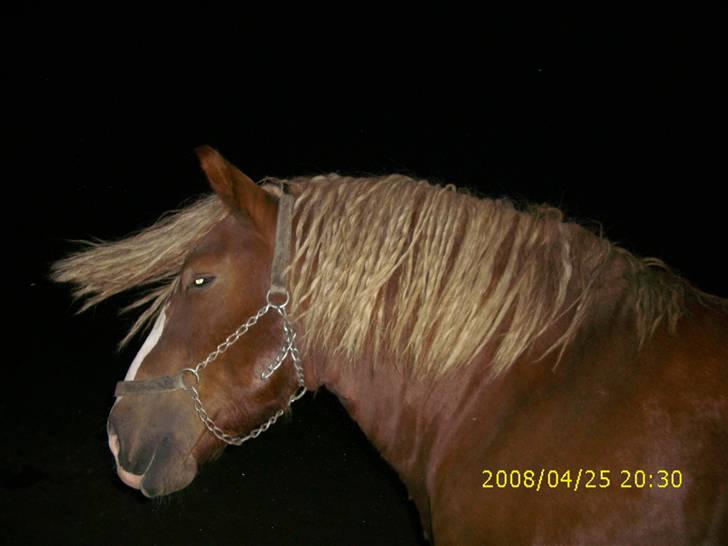 Jyde Simon (avl) - : foto miig billede 2