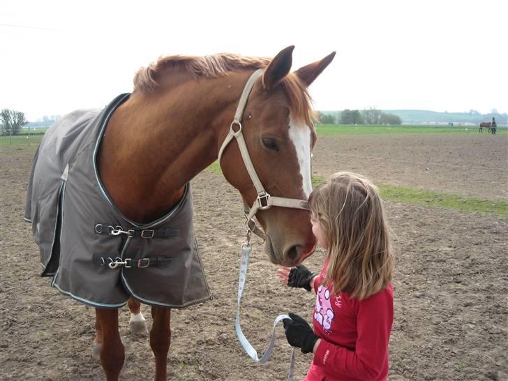Dansk Varmblod Jeanet Von Pøl <3 R.I.P - Laura og skønheden billede 10