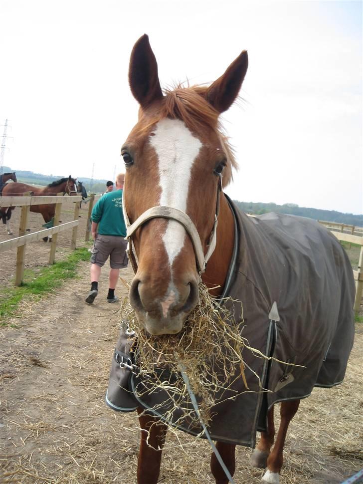Dansk Varmblod Jeanet Von Pøl <3 R.I.P - dejligt med lidt wrap (selvom jeg ik kan tåle det, kan jeg stadig godt snuppe lidt uden at i lægger mærke til det ;] ) billede 11