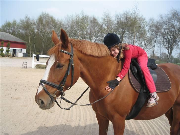 Dansk Varmblod Jeanet Von Pøl <3 R.I.P - Laura får sig en lille lur? billede 12