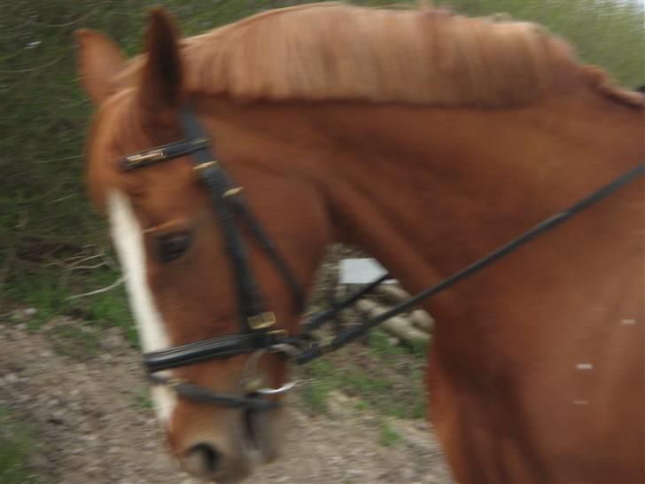 Dansk Varmblod Jeanet Von Pøl <3 R.I.P - Lidt sløret :S billede 13