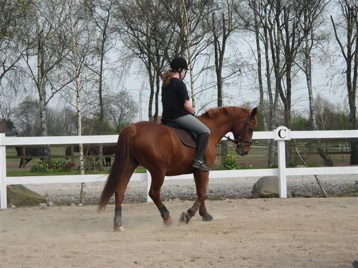 Dansk Varmblod Jeanet Von Pøl <3 R.I.P - har i redet en uge pga. lejertur til berlin. hun var super tændt og var over det hele. men fik et par gode billeder :) billede 14