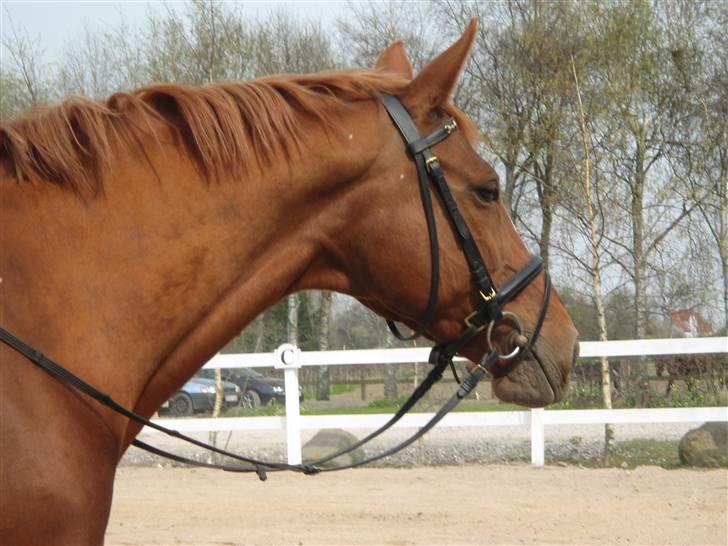 Dansk Varmblod Jeanet Von Pøl <3 R.I.P - jeg kigger på de andre hyppere billede 15