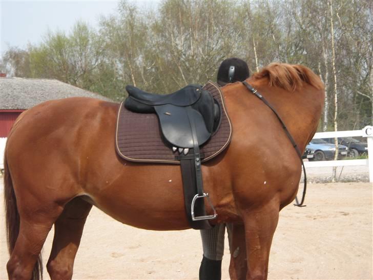 Dansk Varmblod Jeanet Von Pøl <3 R.I.P - har du ikke lige en godbid til mig? billede 16